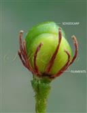  Fruit (Schizocarp)